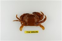 藏品(日本蟳)的圖片